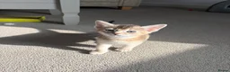 Abyssinian cats for sale: GCCF-registered usual silver Abyssinian kitten - Advert 10
