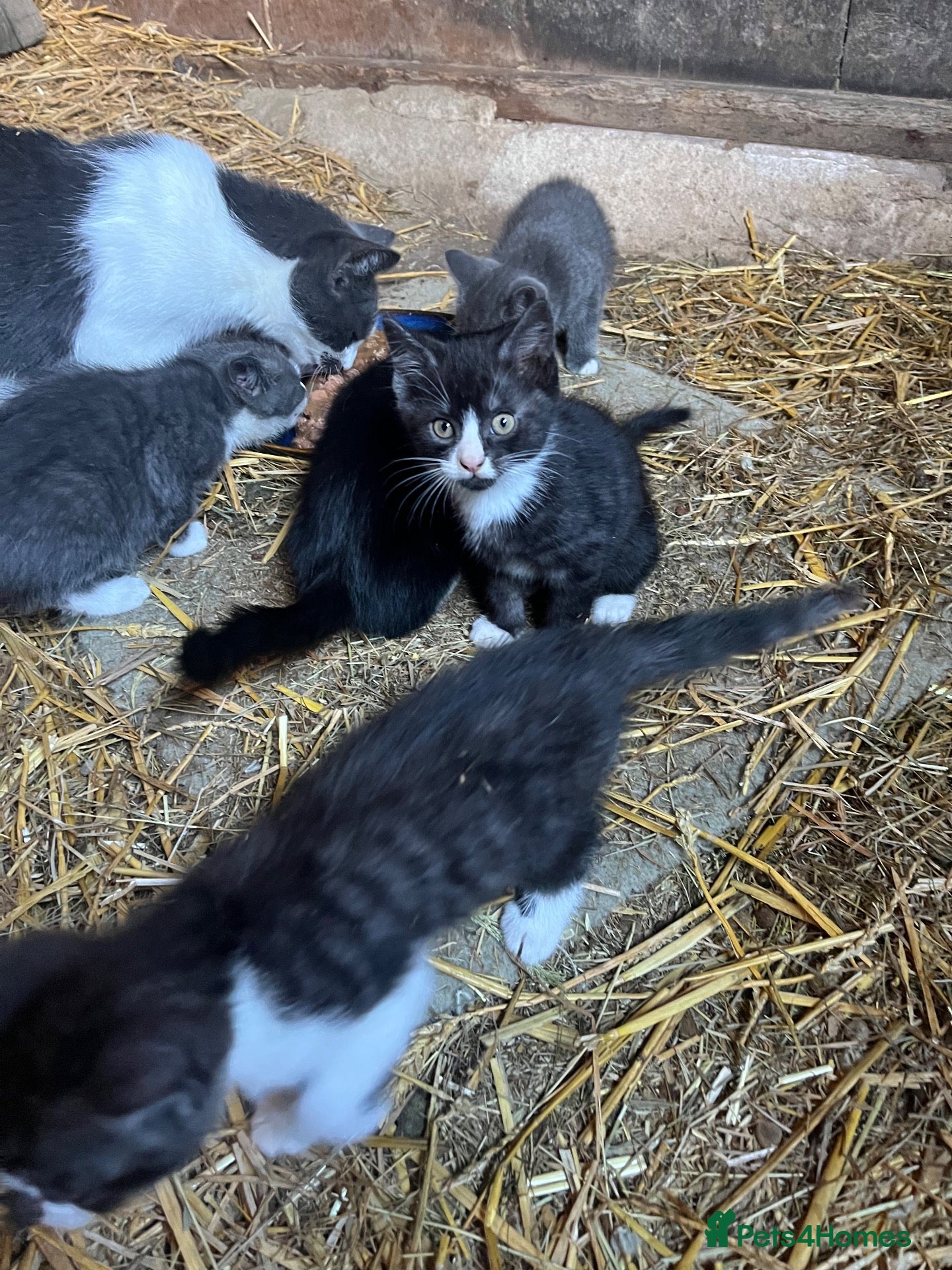 Mixed Breed cats 6 super friendly gorgeous kittens  - Advert 2