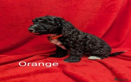 Sproodle dogs for sale: Beautiful F1b Sproodle Pups, 4 Boys & 4 Girls - Image 15