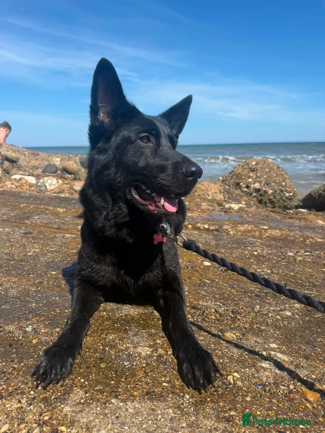 Mixed Breed dogs for sale: 🐾 German Shepherd × Belgian Malinois Puppies 🐾 in Burton-on-Trent - Advert 2