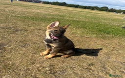 German Shepherd dogs for sale: German Shepard pup looking for forever home  - Image 4