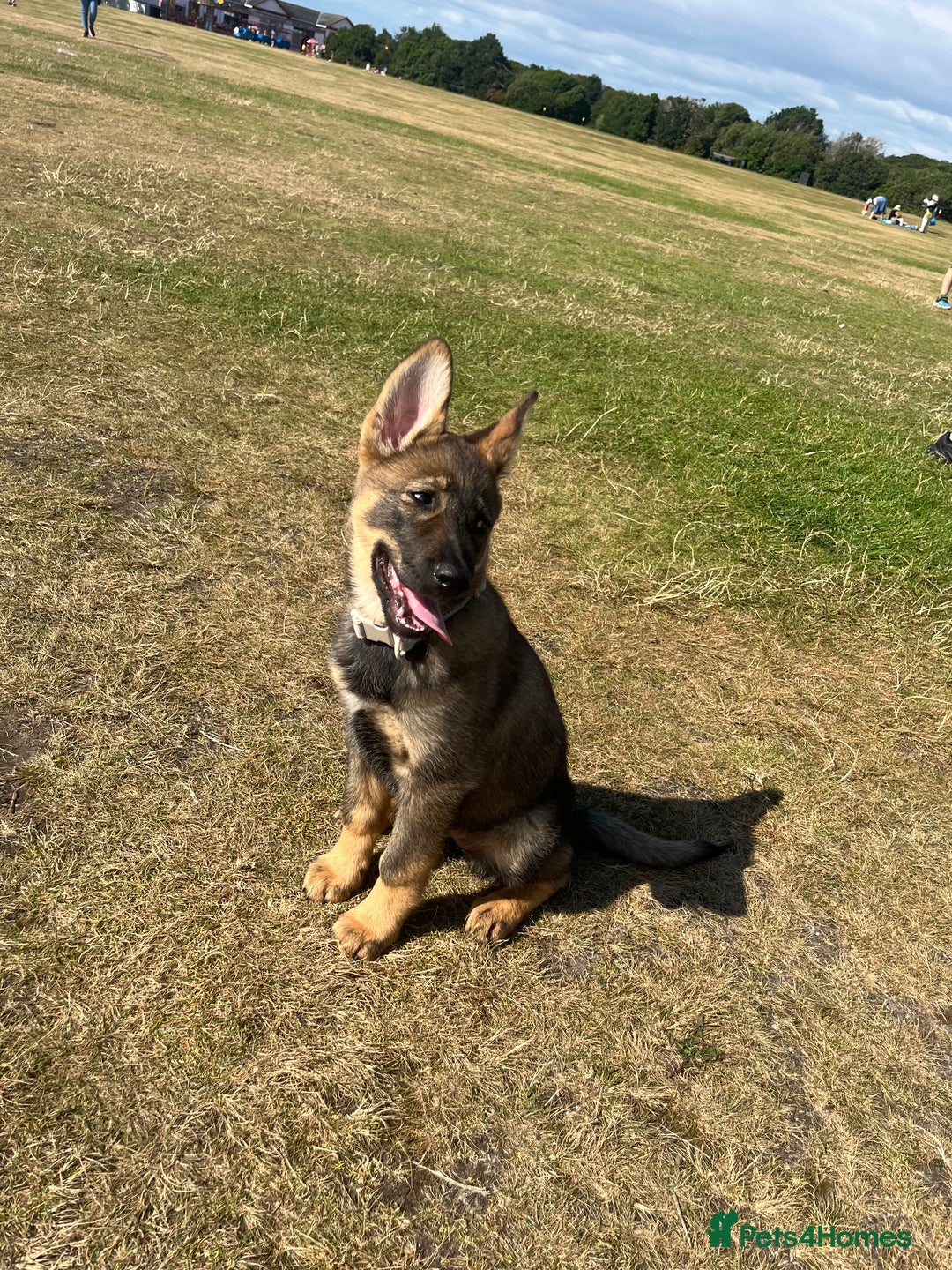 German Shepherd dogs for sale: German Shepard pup looking for forever home  - Image 4
