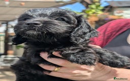 Cockapoo dogs for sale: We have Four Beautiful Cockerpoo Puppies Available - Image 5
