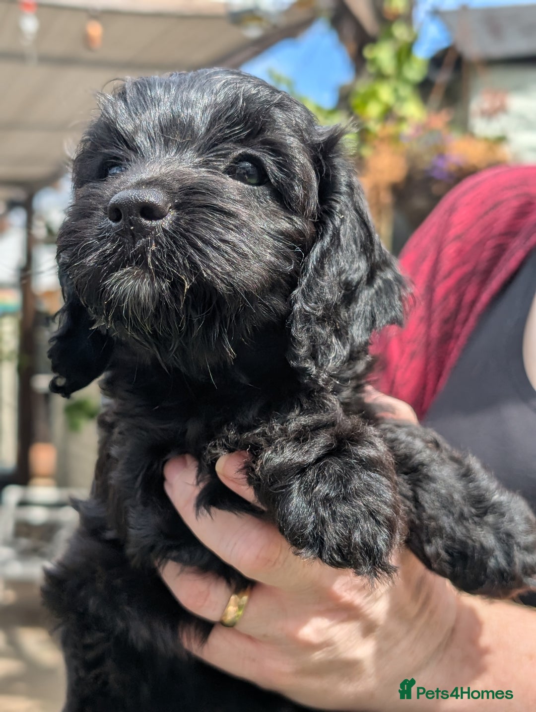 Cockapoo dogs for sale: We have Four Beautiful Cockerpoo Puppies Available - Image 5