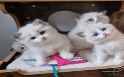 Ragdoll cats for sale: 🌸Stunning TICA🏆Kittens | Award winning cattery🌸 in Slough - Image 8