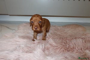 Cocker Spaniel dogs - Advert 12