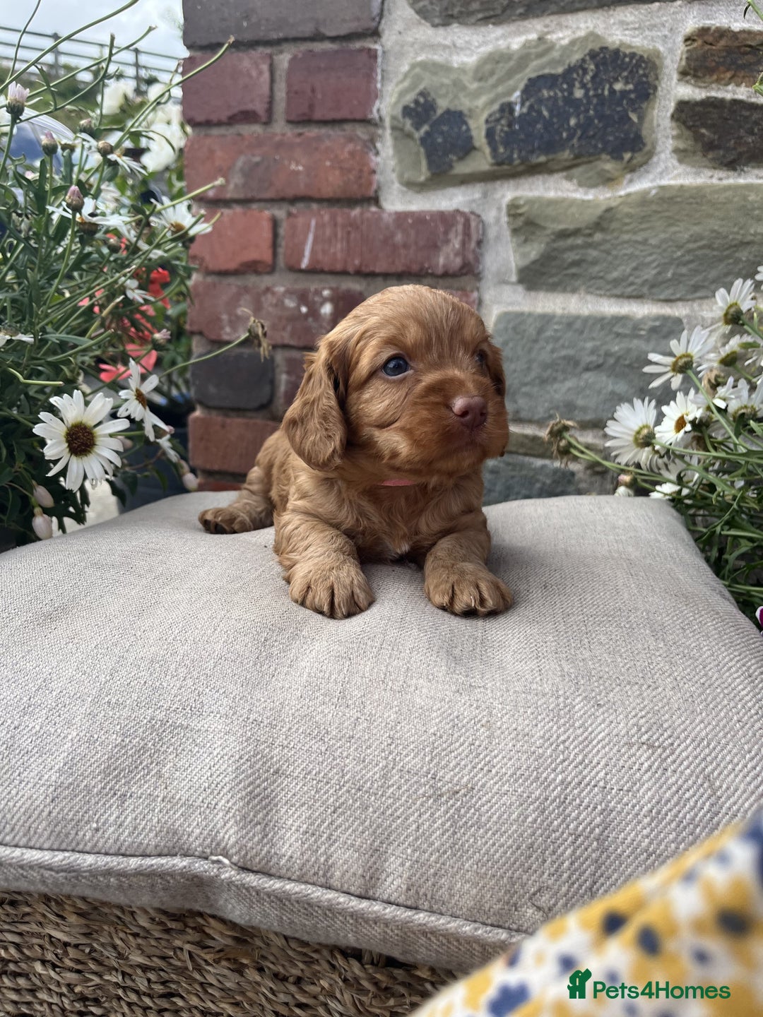 Cockapoo dogs for sale: Beautiful Toy Cockapoo puppies - Image 6