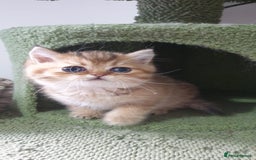 British Shorthair cats for sale: Stunning GCCF British Shorthair Kittens. - Image 18