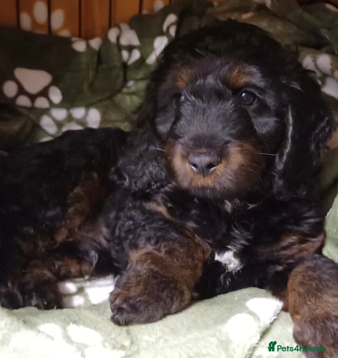 Cockapoo dogs Beautiful Cockapoo Puppy - READY NOW - Advert 14