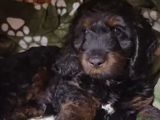 Cockapoo dogs Beautiful Cockapoo Puppy - READY NOW - Advert 5