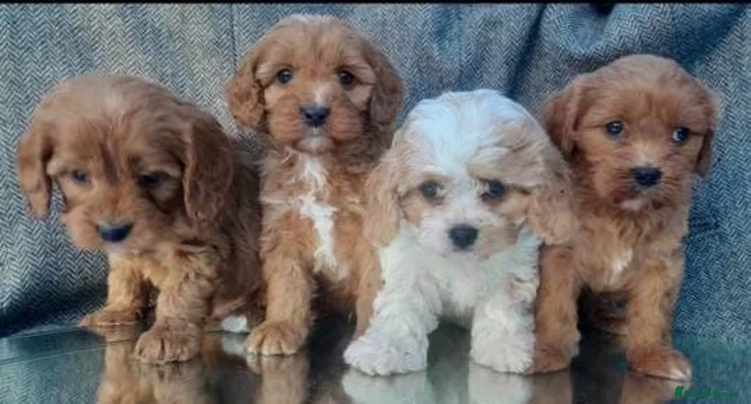 Cavapoo dogs for sale: Gorgeous Cavapoo puppies  - Advert 1