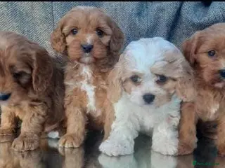 Cavapoo dogs Gorgeous Cavapoo puppies - Advert 13