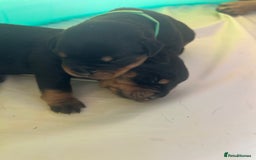 Rottweiler dogs for sale: Rottweiler puppies  - Image 9