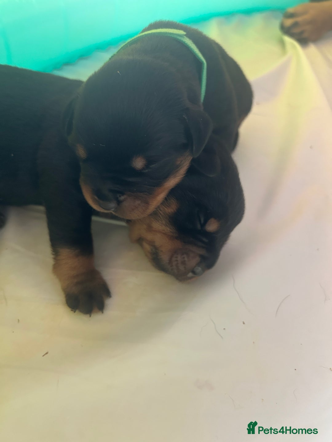 Rottweiler dogs for sale: Rottweiler puppies  - Image 9