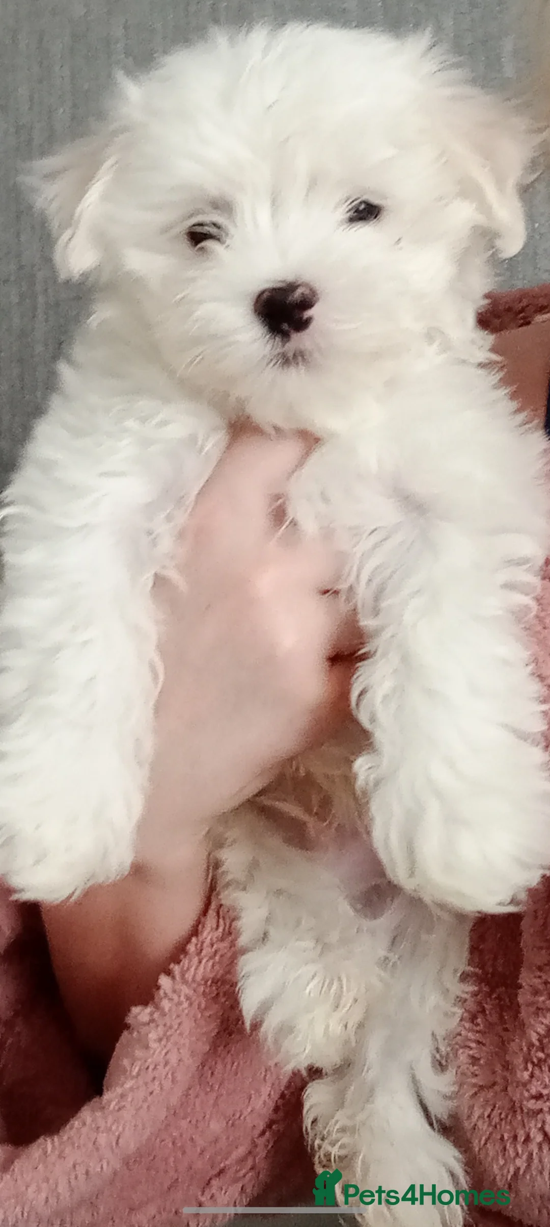 Maltese dogs for sale: Beautiful Maltese Boy Hypoallergenic - Advert 15