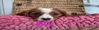 Cavalier King Charles Spaniel 4