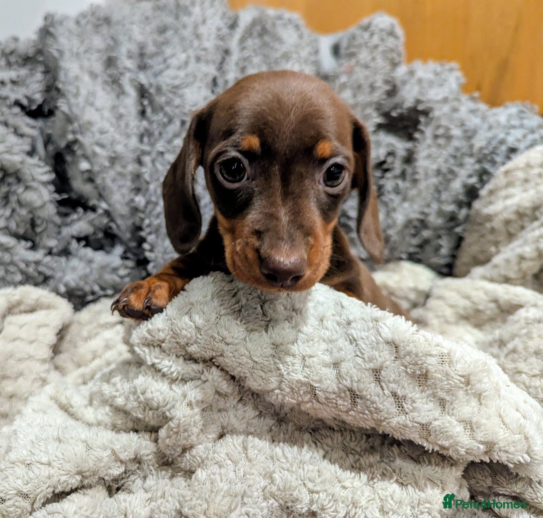 Miniature Dachshund dogs for sale: Gorgeous KC Registered Miniature Dachshund  - Advert 6