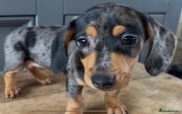 Dachshund dogs for sale: Ready Now, Male Black and Tan Dachshund  - Image 25