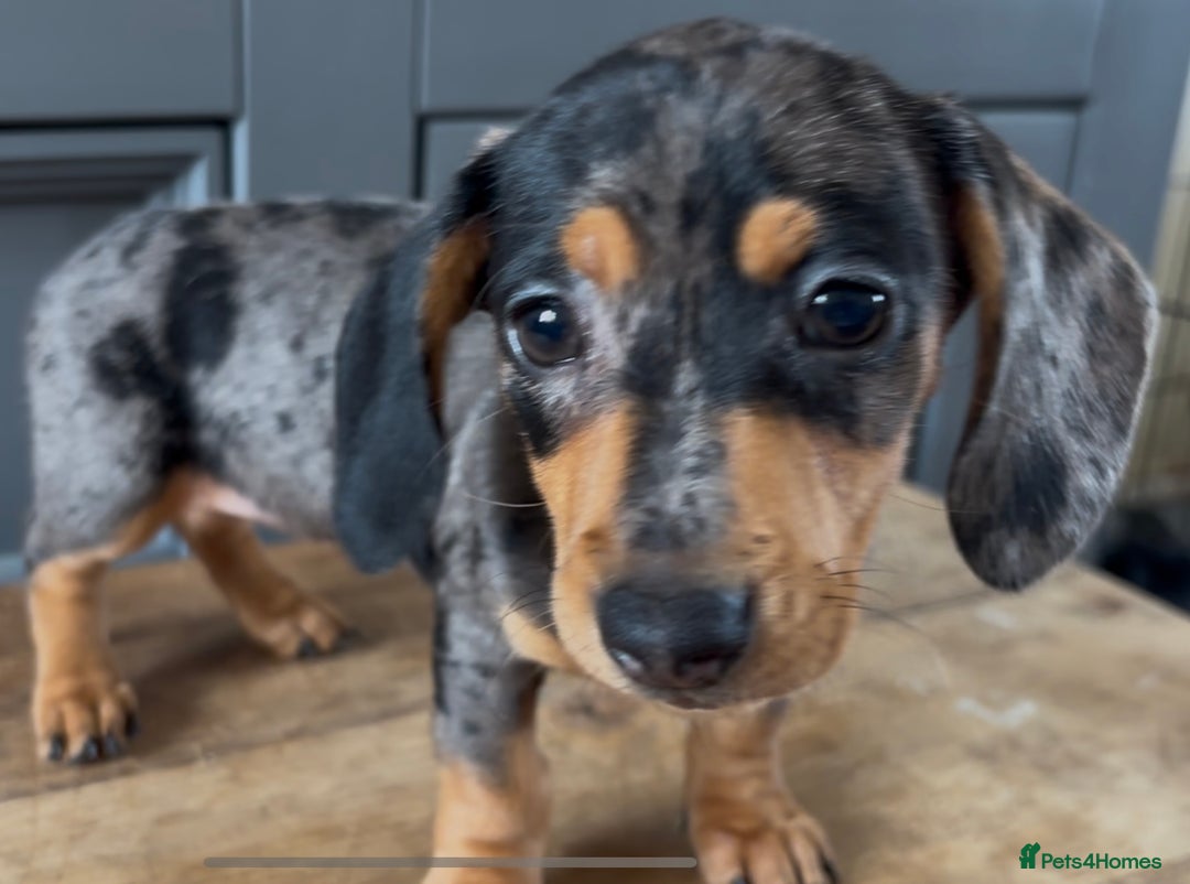 Dachshund dogs for sale: Ready Now, Male Black and Tan Dachshund  - Image 25