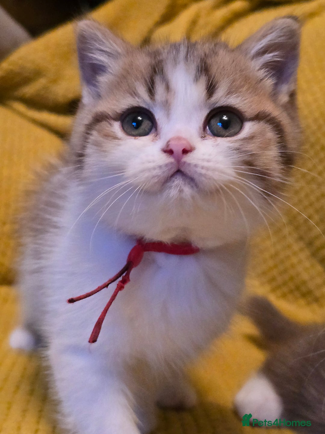 British Shorthair cats for sale: Pedigree, British Shorthair, TICA reg kittens - Image 18