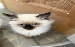 Ragdoll cats for sale: GCCF Registered seal point kittens - Image 3