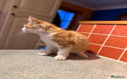 Mixed Breed cats for sale: A BOY AND A GIRL, READY NOW  - Image 9