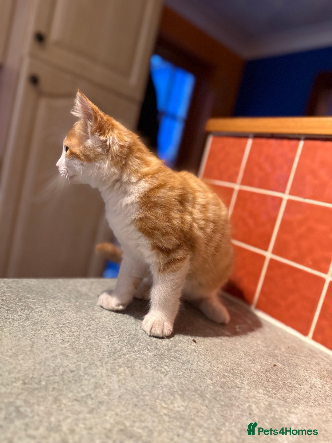 Mixed Breed cats for sale: A BOY AND A GIRL, READY NOW  - Image 9