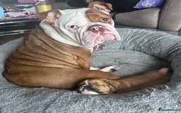 Mixed Breed dogs for sale: 5month old mixed breed  - Image 9