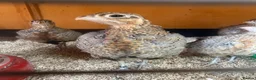 Quail poultry for sale: Young Male Mearns Quails - Advert 2