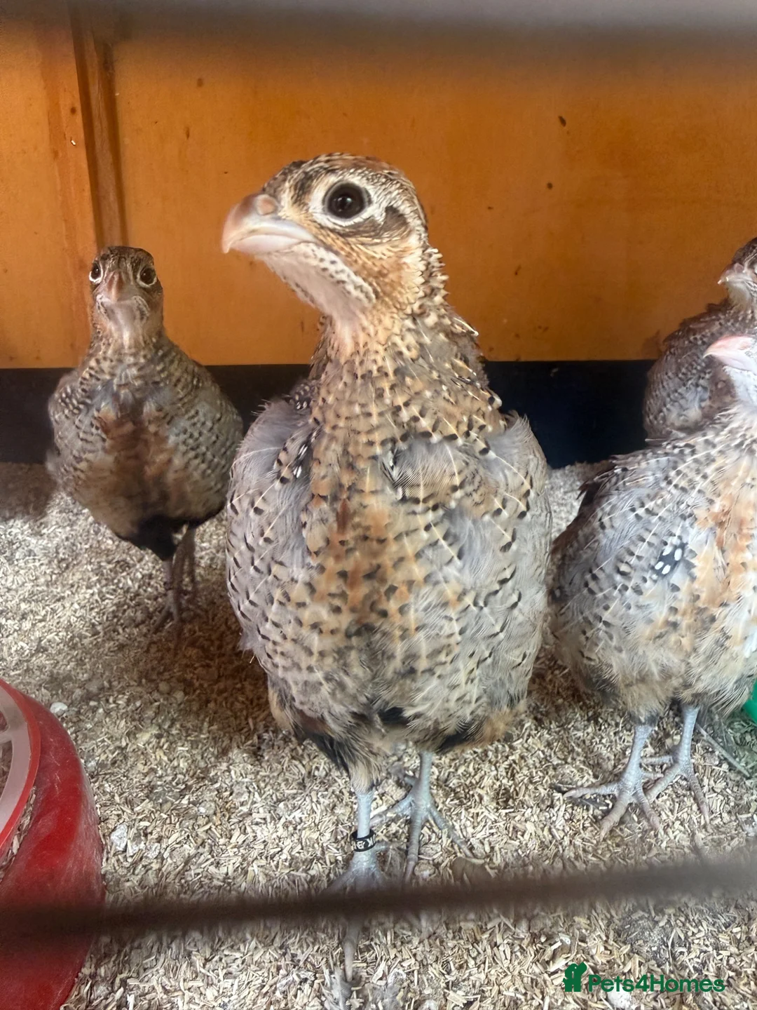 Quail poultry for sale: Young Male Mearns Quails - Advert 2