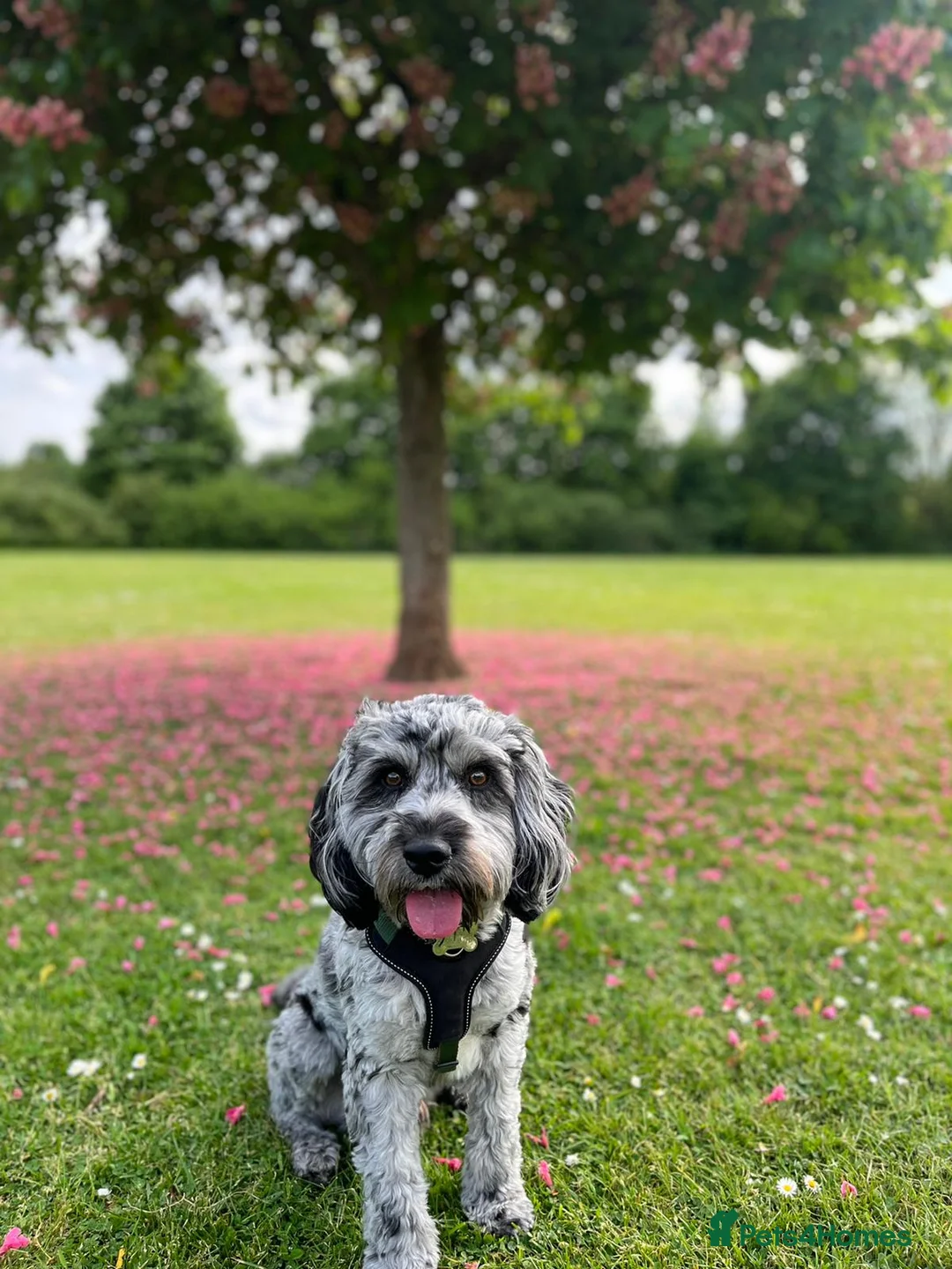 Cockapoo dogs for stud: F1 proven Blue Merle Cockapoo for stud in Aylesford - Advert 2