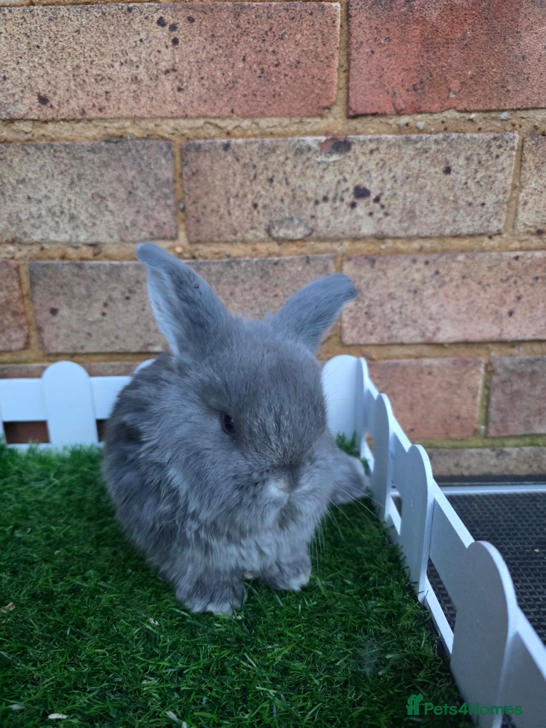 French Lop rabbits for sale: Pure bred French lops - Advert 13