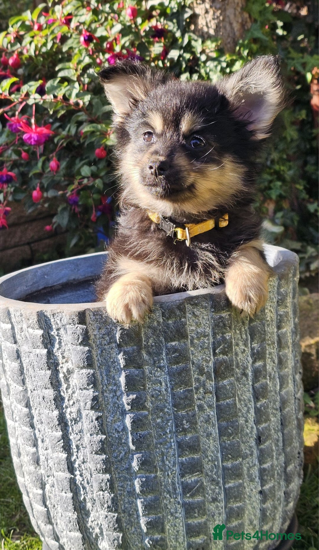 Pomchi dogs for sale: Six stunning pomchi puppies  - Image 5