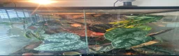 Gecko reptiles for sale: Crested Gecko in Ferndown - Advert 8