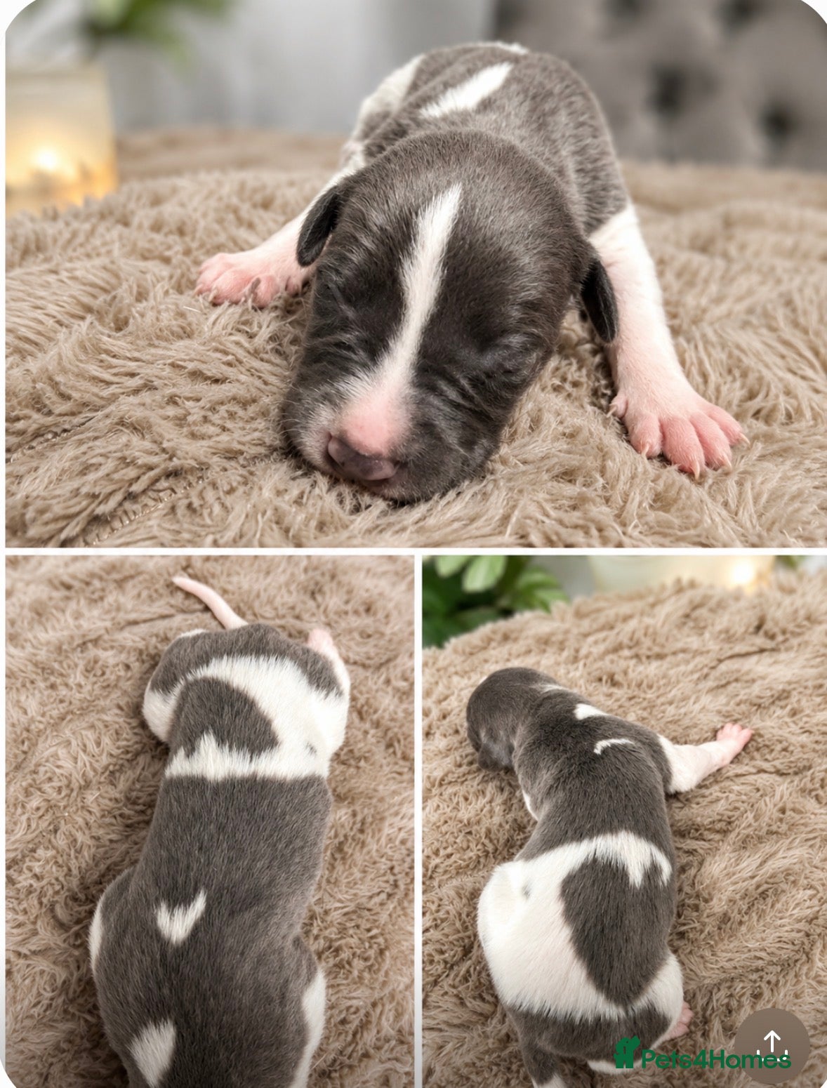 Whippet dogs Whippet Puppies  - Advert 1