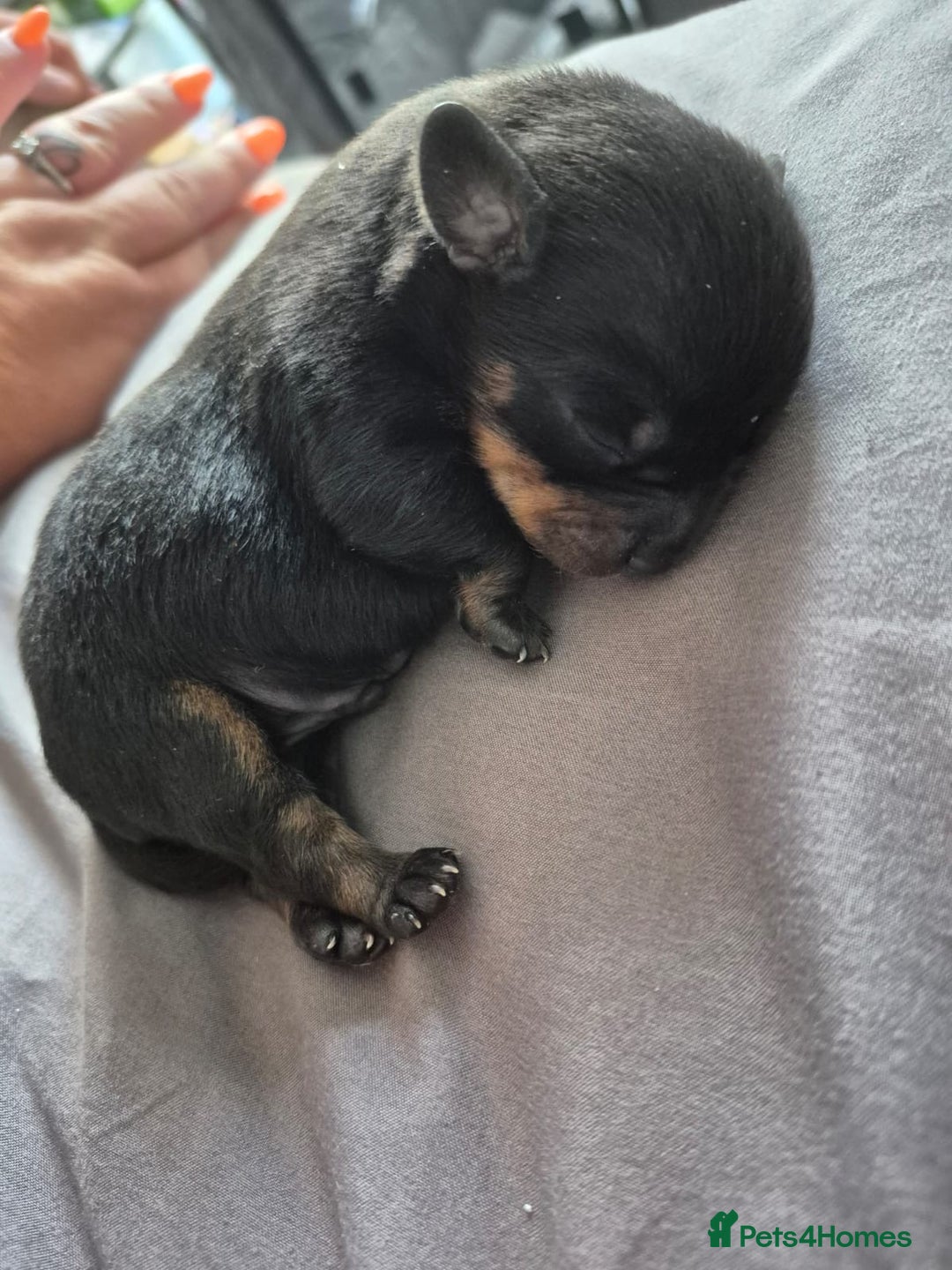Mixed Breed dogs for sale: miniature dachshunds  - Image 1