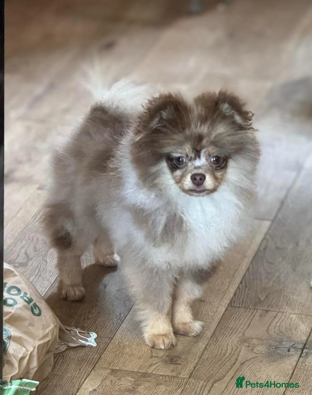 Pomeranian dogs for stud: Donnajay STUD kc Choco/Tan stud multi health tests in Stafford - Advert 2