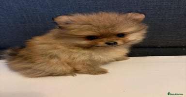 Pomeranian dogs - Advert 3
