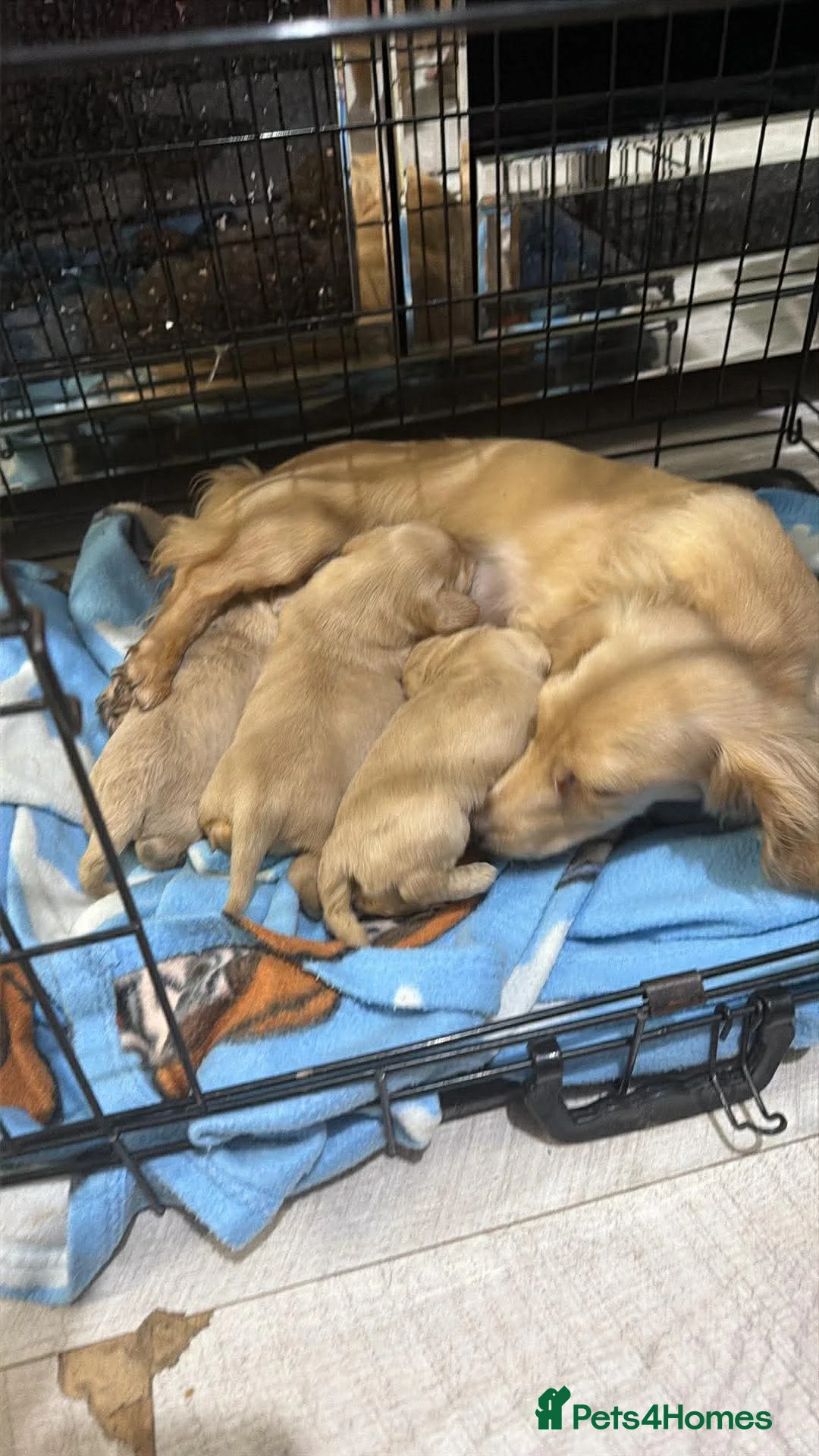 Miniature Dachshund dogs for sale:  long haired cream miniature dachshund puppies  - Advert 1