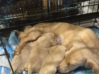 Miniature Dachshund dogs long haired cream miniature dachshund puppies - Advert 1