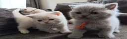 British Shorthair cats for sale: GCCF registered cream and lilac BSH - Advert 35