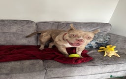 Mixed Breed dogs for sale: Pocket bully coco - Image 7