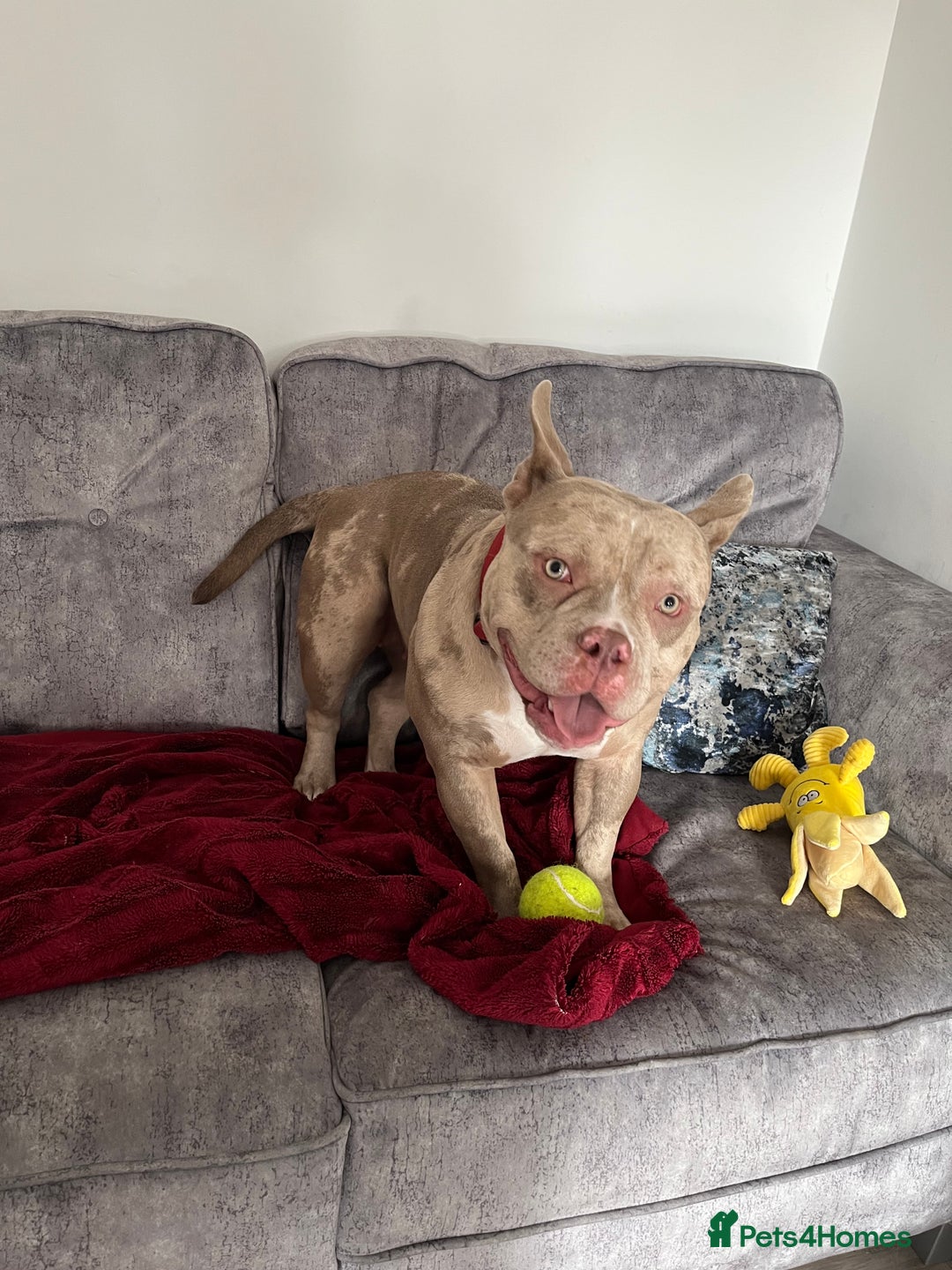 Mixed Breed dogs for sale: Pocket bully coco - Image 7