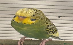 Budgerigars birds for sale: Budgies for sale-INCLUDING TOYS,CAGE,FOOD/WATER - Image 3
