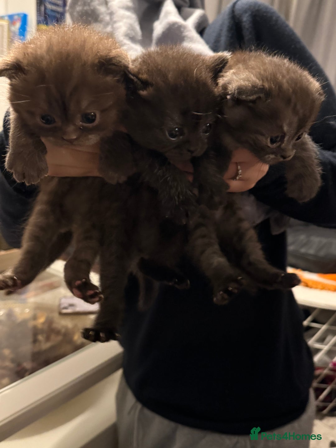 British Shorthair cats for sale: Gorgeous British Shorthair/Scottish Fold kittens - Advert 4