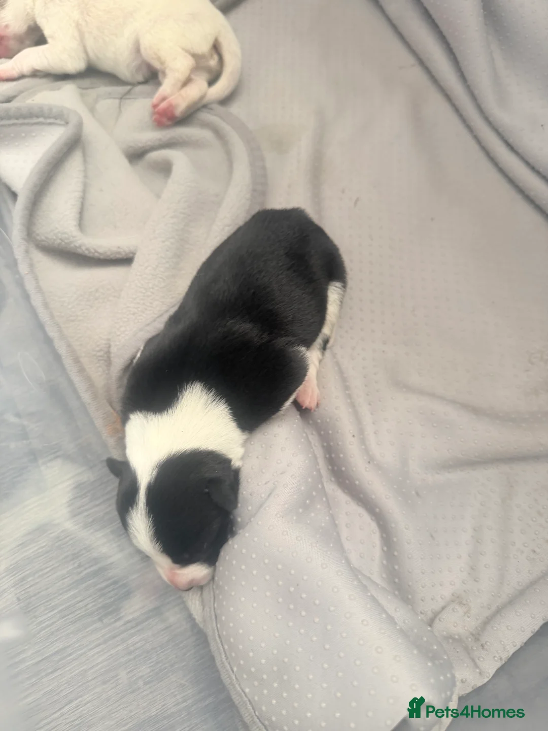 Border Collie dogs for sale: Border collie crossed blue Merle collie puppies  in Hereford - Advert 2
