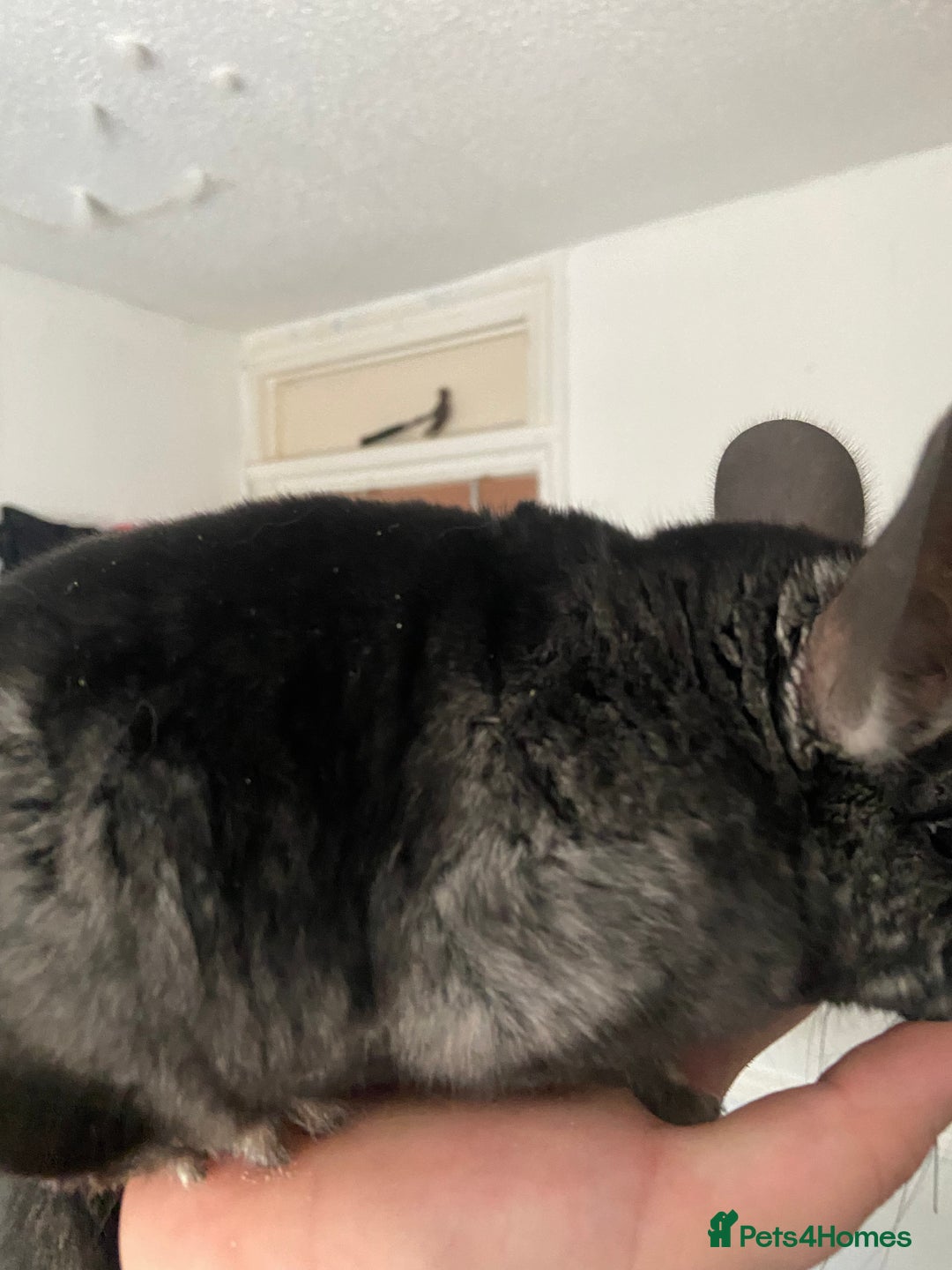 Chinchilla rodents for sale: Chinchillas for sale  - Image 2