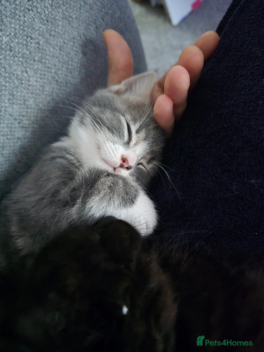 Mixed Breed cats for sale: 2 adorable kittens for sale £50 ONO - Advert 16