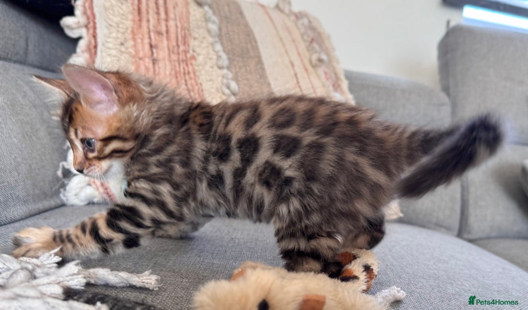 Bengal cats for sale: 💎Cashmere Bengal kittens (Bengal- Longhair) 💎 - Image 11