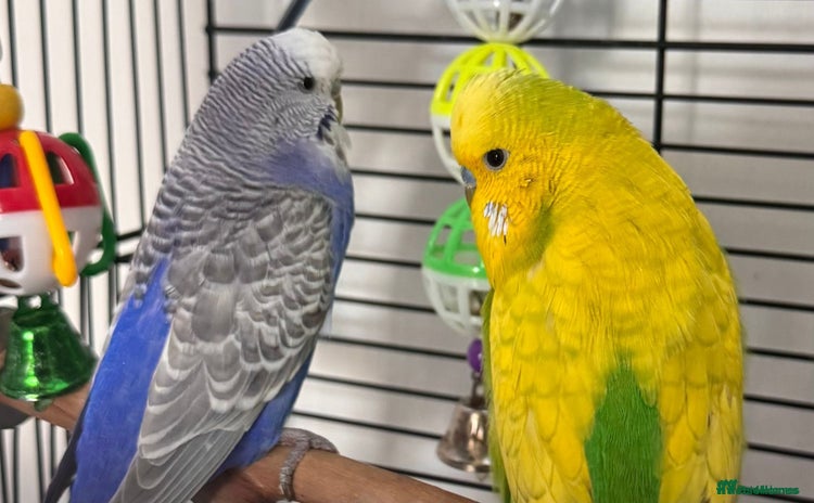 Budgerigars birds - Advert 18